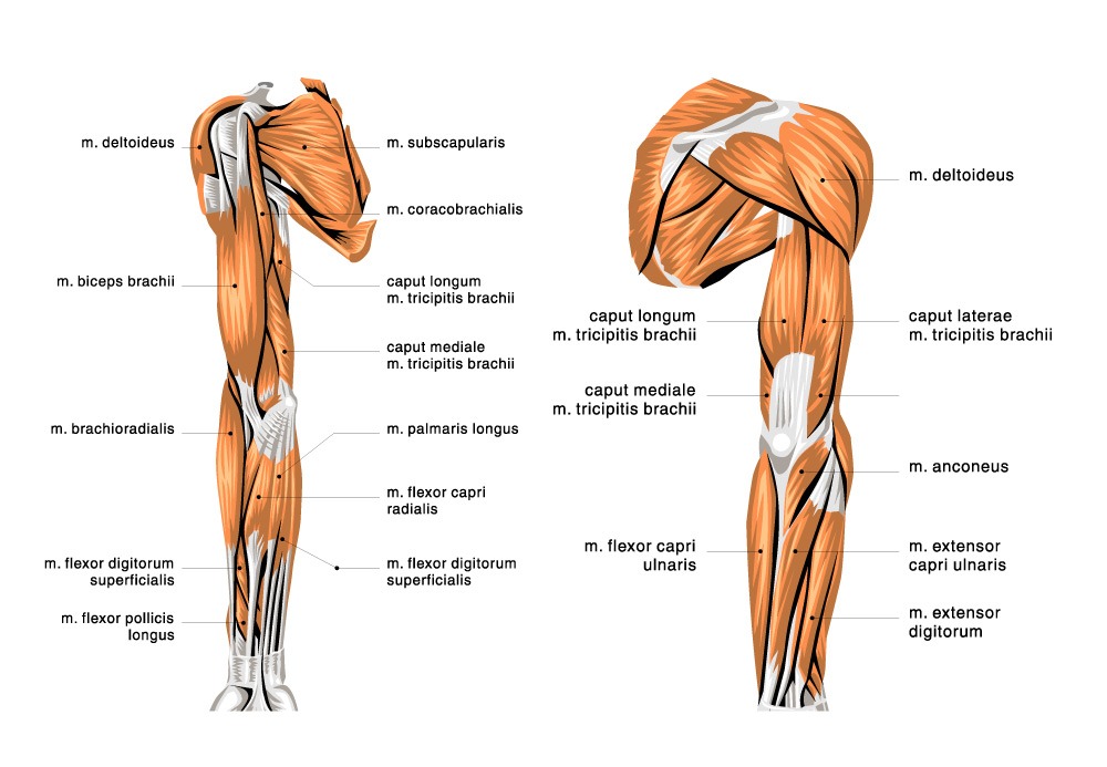 Anatomy-of-the-delt---Arnold-press Arnold press - anatomy of the delt