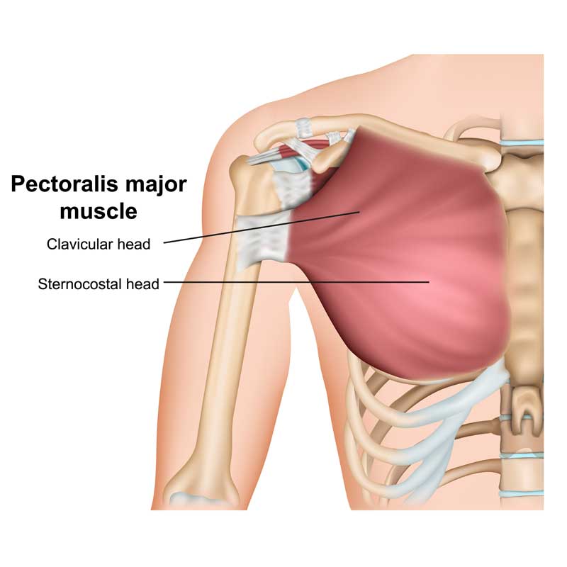 Pectoralis Major