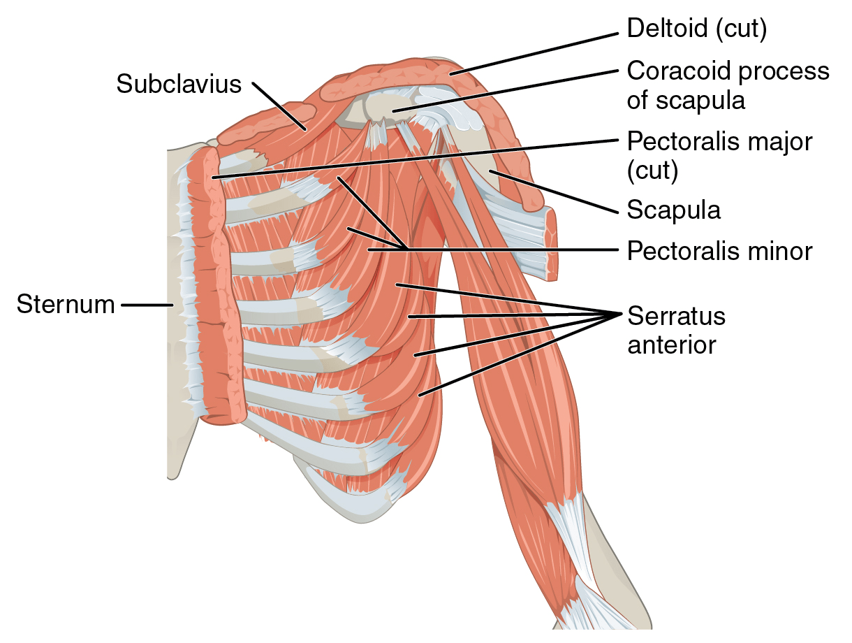 Pectoralis minor